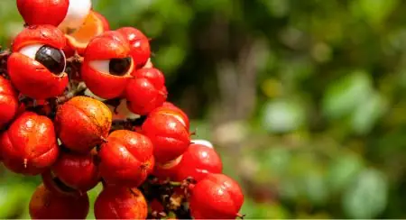Guaraná ingredient